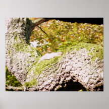 Esquilo Cinza Malicioso