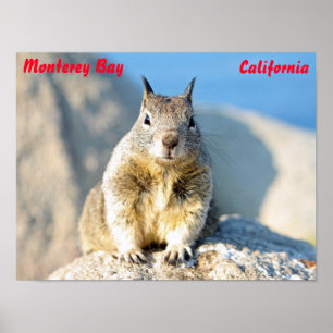 Poster Esquilo-cinzento, Baía de Monterey, Califórnia