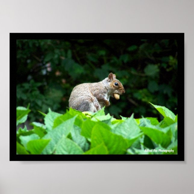 Poster Esquilo Cinzento com Noz (Frente)