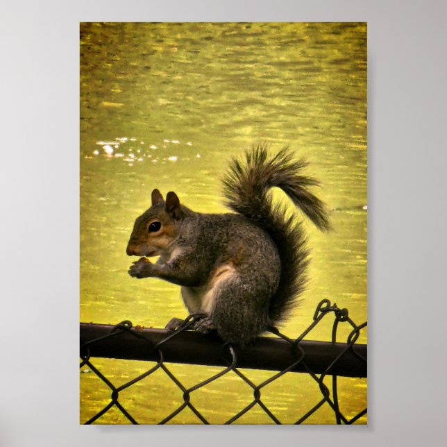 Poster Esquilo-cinzento-oriental (Sciurus carolinensis)  (Frente)