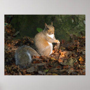 Poster Esquilo cinzento - parque do Bute, Cardiff, Wales,