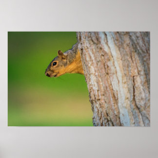 Poster Esquilo da Floresta | Arte de Parede de Vid