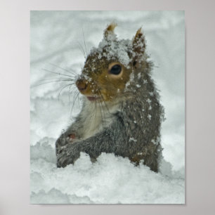 Poster Esquilo da neve