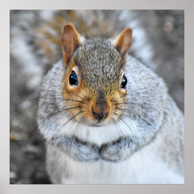 Poster Esquilo de Cinzas Adorável (Frente)