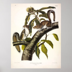Poster Esquilo de Cinzas Carolina (Leste) por Audubon