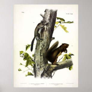 Poster Esquilo de Fremont, Esquilo de Sooty, por Audubon