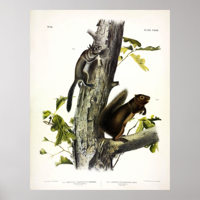 Poster Esquilo de Fremont, Esquilo de Sooty, por Audubon (Frente)