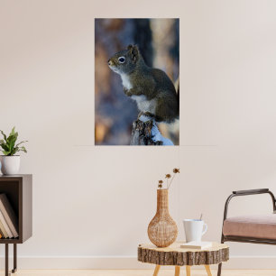 Poster Esquilo de inverno, Animal marrom, fotografia cana
