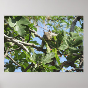 Pôster Esquilo de rocha