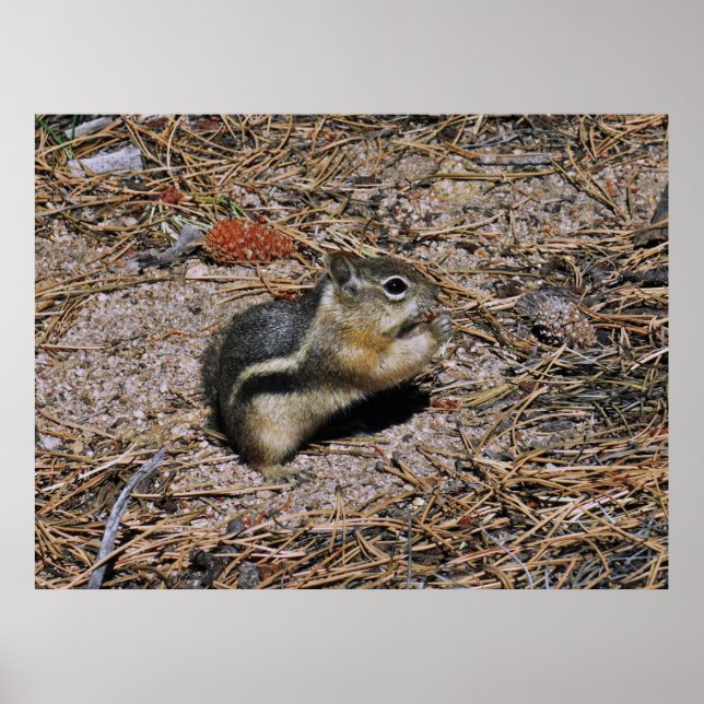 Poster Esquilo de Terra (Frente)