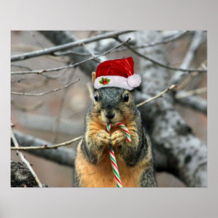Poster Esquilo do Natal
