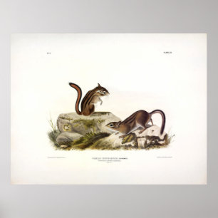 Poster Esquilo do solo de Townsend (Chipmunk) por Audubon