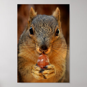 Poster Esquilo fechado com Nut 2