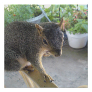 Pôster Esquilo Fechar Poster Perfeito