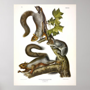 Poster Esquilo migratório (Cinza oriental) por Audubon