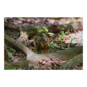 Pôster Esquilo na Floresta