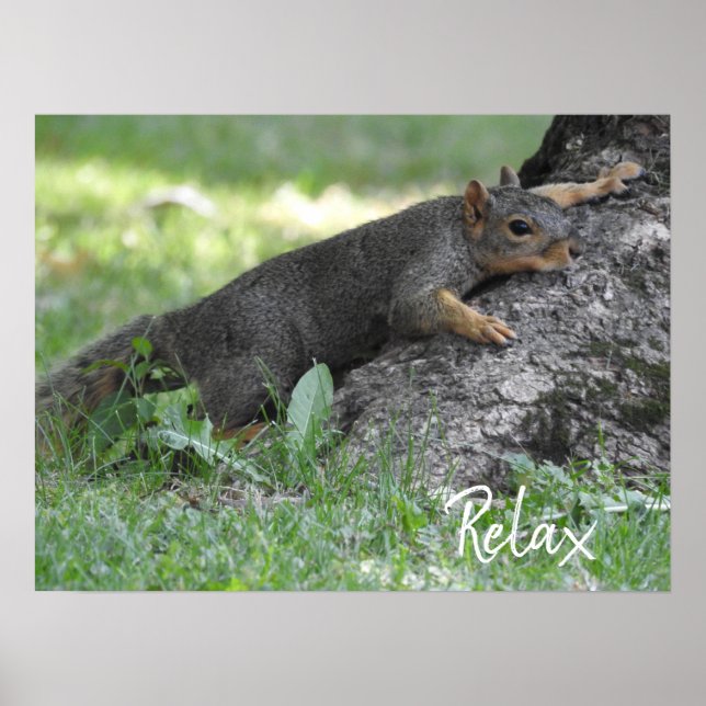 Poster Esquilo Relaxado Descansando nas Raízes da Árvore (Frente)