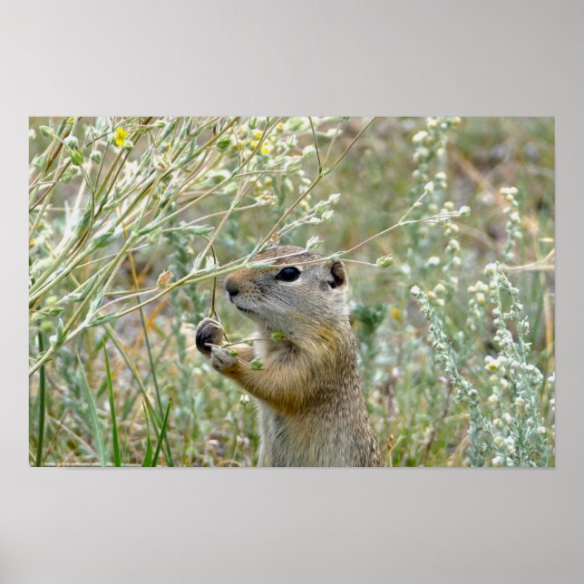 Poster Esquilo Terrestre, Parque Nacional Montanhas Rocho (Frente)