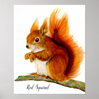 Poster Esquilo Vermelho Pintado em Arte Selvagem com Aqua