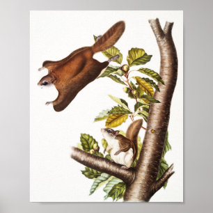 Poster Esquilo Voador de Oregon (Pteromys Origonensis)