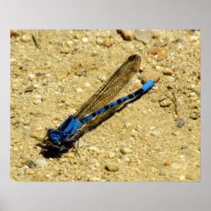 Poster - Está olhando para mim?