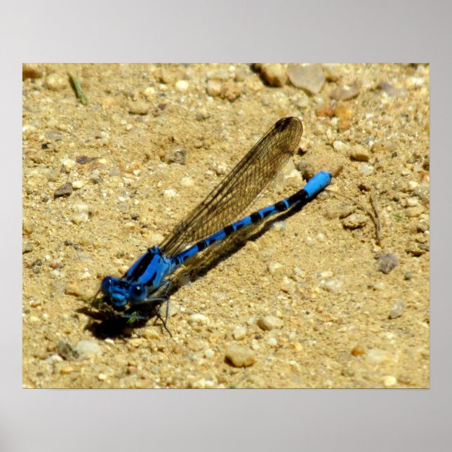 Poster - Está olhando para mim? (Frente)