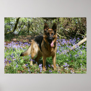 Pôster Estabelecimento do german shepherd