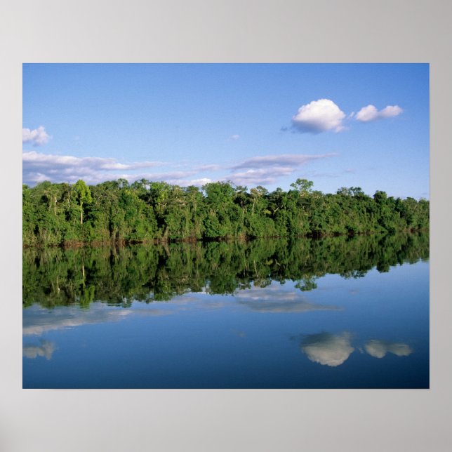 Poster Estado do Mato Grosso, Amazônia, Brasil. Florestad (Frente)