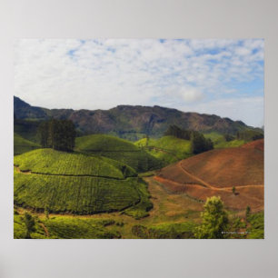 Pôster Estado India de Kerala da plantação de chá