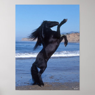 Poster Estalhão Negro Frísia A Arremessar-Se Na Praia