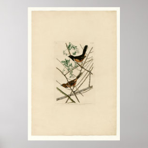 Poster Estamenha de Towhe