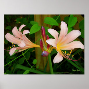 Pôster Estampa Floral de Lírio Rosa Belladonna Botânica