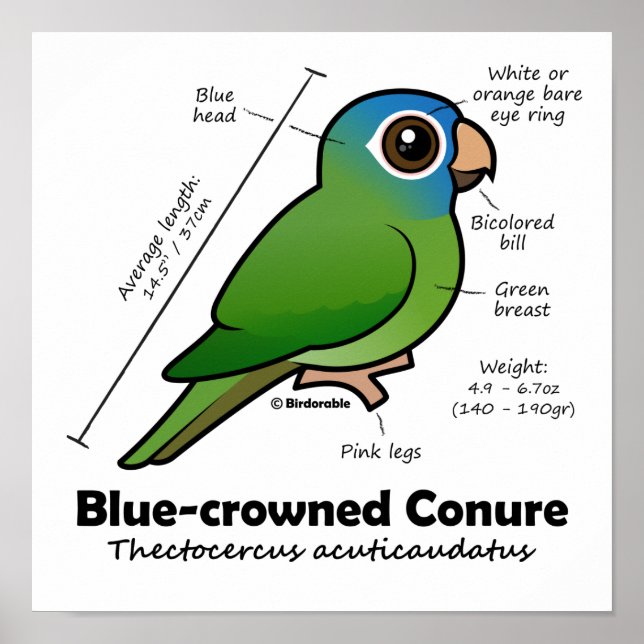 Poster Estatísticas de Conure Birdorable Blue-coroadas (Frente)