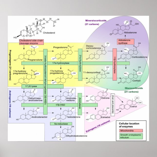 Poster Esteroidogênese Diagrama Químico Biológico (Frente)