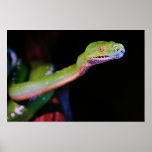 Poster Esticão verde da boa da árvore