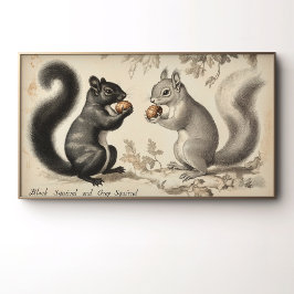 Poster Estilo Vintage Esquilo Preto e Esquilo Cinzento