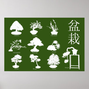Poster Estilos Básicos da Árvore Bonsai 10