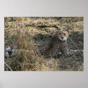 Poster estiramento da chita