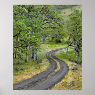 Poster Estrada de campo através de árvores, Oregon