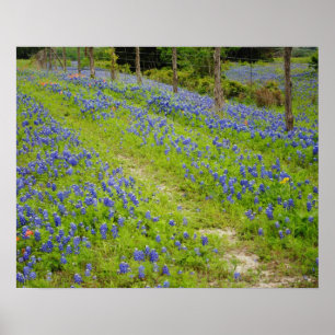 Poster Estrada secundária do Bluebonnet