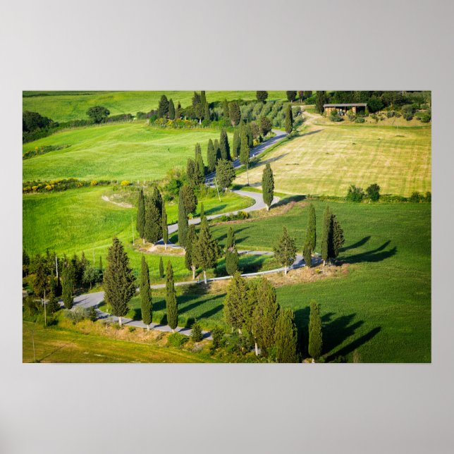 Pôster Estrada sinuosa forrada de ciprestes na Toscana (Frente)