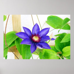 Pôster estrela azul