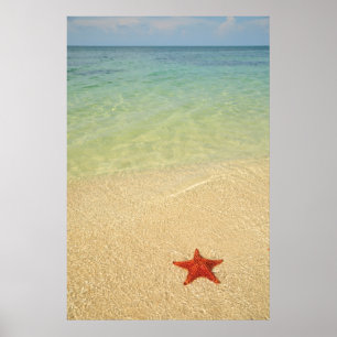 Pôster Estrela de mar vermelha do coxim   Trinidad, Cuba