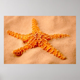 Poster Estrela do mar