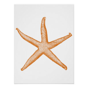 Pôster Estrela-do-mar