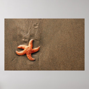 Poster Estrela do mar