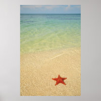 Estrela do Mar de Cushion Vermelho | Trindade, Cub
