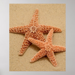 Poster Estrela do mar de dois açúcares