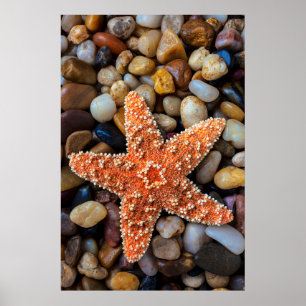 Poster Estrela do mar em rochas