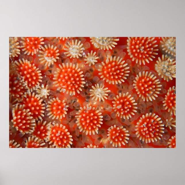 Poster Estrela do Mar Macro (Frente)